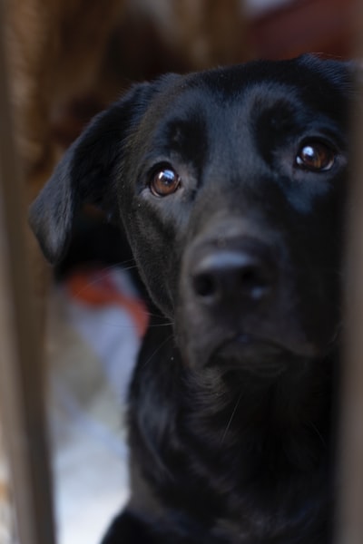 黑色拉布拉多猎犬小狗在近距离摄影
